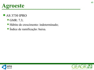AS 3730 IPRO
GMR: 7.3;
Hábito de crescimento: indeterminado;
Índice de ramificação: baixa.
Agroeste
43
 
