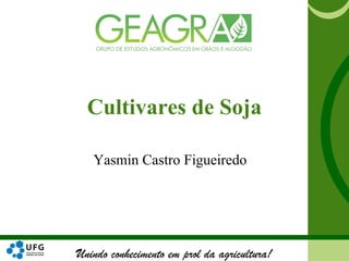 Unindo conhecimento em prol da agricultura!
Cultivares de Soja
Yasmin Castro Figueiredo
 
