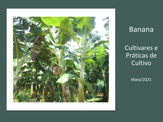 Banana
Cultivares e
Práticas de
Cultivo
Maio/2021
 