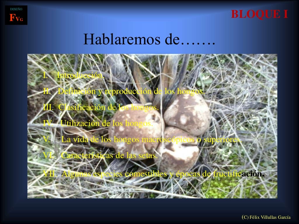 Cultivar la seta de cardo en su habitat natural (pleurotus eryngii)