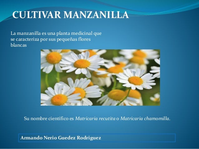 Cultivar Manzanilla Armando Nerio