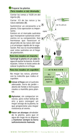 5 Preparar las plantas
 Para rosales a raíz desnuda
 Contar las ramas a 15/20 cm del
 injerto (A).
 Cortar 1/3 de las raíces y las
 raíces dañadas (B).
                                      A                   15 15 a 20 cm
                                                          de à
 Suministrar un enraizante a la                           20 cm
 planta. Esta operación es impor-
 tante.                             injerto
                                     greffe
 Existen en el mercado sustratos
 que incorporan sustancias enrai-
 zantes en su composición. Son B
 hormonas que favorecen el                               1/3
 desarrollo de las raíces del rosal
 y el arranque rápido de la vege-
 tación. Por eso es recomendable
 usar estos sustratos en el hoyo
 de plantación.
Para los rosales en maceta
Sumergir la planta en un cubo de
agua sin quitar la maceta. A conti-
nuación, retirar el tiesto antes de
colocar la planta en el hoyo.
Para los rosales en cepellón                    AT E N C I O N

No mojar las raíces, plantar                   No         injerto
con la redecilla que rodea el              enterrar el
                                                           greffe


cepellón.                                   punto de
6 Llenar el hoyo con el sustrato             injerto
  adecuado: tierra de jardín +
  abono de fondo o tierra para
  rosales o mantillo para plan-
  tar.

7 Apisonar, sin compactar en
  exceso, para evitar bolsas de
  aire y para conseguir un             7
  mejor anclaje de la planta, lo
  que proporciona una mayor
  resistencia al viento.
8 Hacer un alcorque alrededor
  de la planta, para que el
  agua de riego no se disperse
  y mantener siempre la tierra            8
  suficientemente húmeda.



 www.leroymerlin.es                • ©Leroy Merlin, S.A., 2002
 
