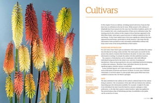 cultivars 295
Cultivars
In this chapter I focus on cultivars, including named selections of species that
have been in cultivation in the last 20 years. While around 1,000 cultivars of
Kniphofia have been named over the years (see Checklist of epithets, pp354–417,
for a complete list), only a small proportion of these are in cultivation today. The
starting point for the cultivars in this chapter is those that have appeared in the
RHS Plant Finder, which gives a good overview of cultivars available in the UK
and Europe. To this I have added some of the more significant cultivars that have
appeared beyond Europe, particularly in North America. I also hope that the
information I have provided on early and widely misidentified cultivars will
help correct some of the wrong attribution of their names.
Raiser and introducer
For each entry I have tried to give an indication of by whom and when the cultivar
was introduced, by citing a name and date. The names given are mostly for the
person who raised, or nursery that introduced, the plant. In some cases, where
information is lacking, it is simply the author of its first published mention.
The sequence of introduction can be complicated, often with different
individuals being involved in the initial cross, selection, licensing and
introduction. It has not been practical to cite every individual involved in bringing
a cultivar into existence. Therefore I have cited what I deem to be the most
significant agency, whether nursery or individual.
In the Checklist (pp354–417) I have tried to give more detailed information,
such as full names of persons and nursery locations. In some cases I will have
overlooked, or not been aware of, some people whose great efforts have been
credited to someone else, for which I apologise.
Date
The dates attributed to the cultivar are the earliest confirmed date for the cultivar
being in existence. The circumstance of the date will vary between the cultivars,
depending upon the information available. For example, it might be the date
it was hybridised, the date it was first listed in a nursery catalogue or other
publication, or the date that a patent or plant breeders’ rights was applied for.
The period between date of hybridising and date of availability to the public
can be as much as 10 years.
A selection of Kniphofia
cultivars from the
2007–09 RHS trial.
Photographed in
mid July, it shows
the diverse range
of colours available
at that time of year
Top row,
left to right
'Ample Dwarf',
'Jonathan',
'Dorset Sentry'
Middle row,
left to right
'Amsterdam',
'Moonstone', 'Tawny
King', 'Red Admiral',
'Apricot Sky',
'Jane Henry'
Bottom row,
left to right
'Bressingham Sunbeam',
'Timothy', 'Rich Echoes',
'Firefly', 'Minister
Verschuur',
'Safranvogel',
'Royal Standard'
 
