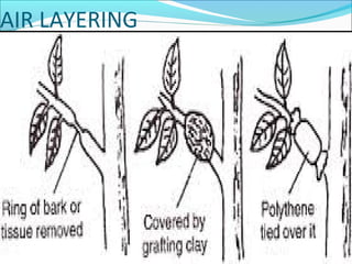 Cultivation, collection and processing of crude drugs | PPT