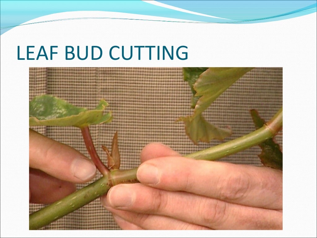 Cultivation Collection And Processing Of Crude Drugs