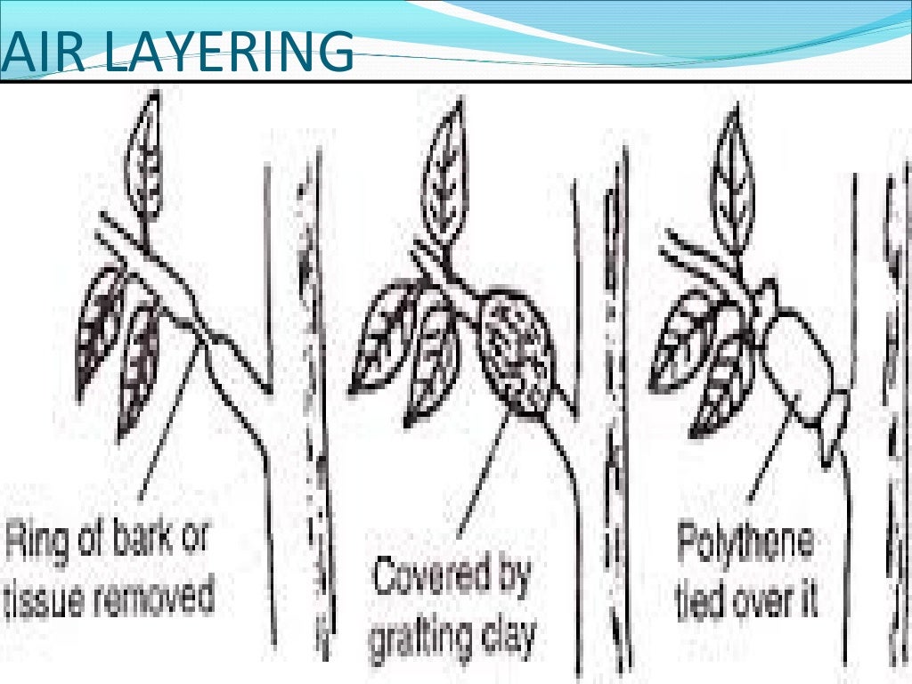 Cultivation Collection And Processing Of Crude Drugs
