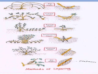 general method of cultivation of medicinal plants | PPTX