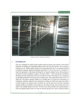 Production technology for button mashroom