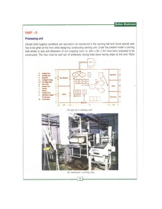 Production technology for button mashroom