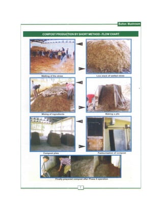 Production technology for button mashroom