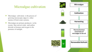 Raceway ponds - Mixotrophic and heterotrophic cultivation of microalgae ...