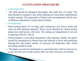  Land preparation:
 The field should be ploughed thoroughly and made free of weeds. The
land should be irrigated a day before planting for successful establishment
of plant cuttings. The preparation of land is also accompanied with the uses
of different ingredients to ensure desire fertility.
 Transplanting:
 Plant cuttings about 4-5 cm long, each containing a few leaves, nodes and
roots are ideal planting materials. These can be obtained by cutting mother
plants into small pieces with roots. The cutting are transplanted in wet soil
at spacing of 40 cm x 40 cm.
 Flood irrigation is provided immediately after planting. Ideally, the plants
should be transplanted in March-June and allowed to grow and proliferate
through hot and humid months of monsoon till September after which
harvesting should be done.
 The plants can also be maintained in a perennial state with two harvests in
a year, the first one in June and the other one after monsoon, in October.
 
