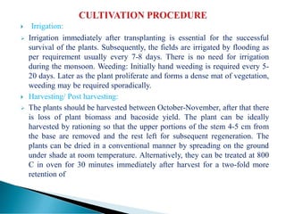  Irrigation:
 Irrigation immediately after transplanting is essential for the successful
survival of the plants. Subsequently, the fields are irrigated by flooding as
per requirement usually every 7-8 days. There is no need for irrigation
during the monsoon. Weeding: Initially hand weeding is required every 5-
20 days. Later as the plant proliferate and forms a dense mat of vegetation,
weeding may be required sporadically.
 Harvesting/ Post harvesting:
 The plants should be harvested between October-November, after that there
is loss of plant biomass and bacoside yield. The plant can be ideally
harvested by rationing so that the upper portions of the stem 4-5 cm from
the base are removed and the rest left for subsequent regeneration. The
plants can be dried in a conventional manner by spreading on the ground
under shade at room temperature. Alternatively, they can be treated at 800
C in oven for 30 minutes immediately after harvest for a two-fold more
retention of
 