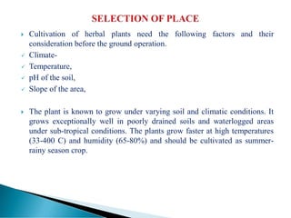  Cultivation of herbal plants need the following factors and their
consideration before the ground operation.
 Climate-
 Temperature,
 pH of the soil,
 Slope of the area,
 The plant is known to grow under varying soil and climatic conditions. It
grows exceptionally well in poorly drained soils and waterlogged areas
under sub-tropical conditions. The plants grow faster at high temperatures
(33-400 C) and humidity (65-80%) and should be cultivated as summer-
rainy season crop.
 