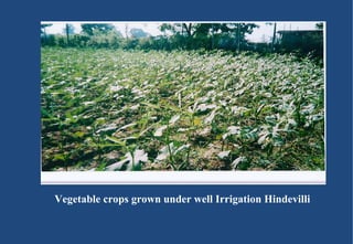 Vegetable crops grown under well Irrigation Hindevilli 
