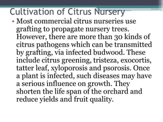 Cultivation of Citrus Nursery
• Most commercial citrus nurseries use
grafting to propagate nursery trees.
However, there are more than 30 kinds of
citrus pathogens which can be transmitted
by grafting, via infected budwood. These
include citrus greening, tristeza, exocortis,
tatter leaf, xyloporosis and psorosis. Once
a plant is infected, such diseases may have
a serious influence on growth. They
shorten the life span of the orchard and
reduce yields and fruit quality.
 