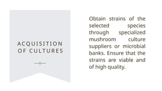 A C Q U I S I T I O N
O F C U L T U R E S
Obtain strains of the
selected species
through specialized
mushroom culture
suppliers or microbial
banks. Ensure that the
strains are viable and
of high quality.
 