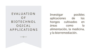 E V A L U AT I O N
O F
B I O T E C H N O L
O G I C A L
A P P L I C AT I O N S
Investigar posibles
aplicaciones de los
hongos cultivados en
áreas como la
alimentación, la medicina,
y la biorremediación.
 