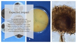 Expected Impact
This project will not only
contribute to the knowledge about
non-native fungal species in
Mexico but could also open new
opportunities for their cultivation
and use in various industries,
thereby improving sustainability
and biodiversity in the country.
 