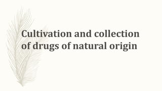 Cultivation and collection
of drugs of natural origin
 