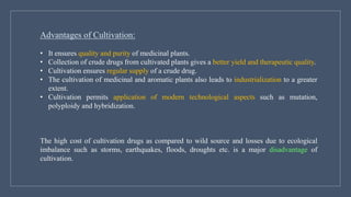 Advantages of Cultivation:
• It ensures quality and purity of medicinal plants.
• Collection of crude drugs from cultivated plants gives a better yield and therapeutic quality.
• Cultivation ensures regular supply of a crude drug.
• The cultivation of medicinal and aromatic plants also leads to industrialization to a greater
extent.
• Cultivation permits application of modern technological aspects such as mutation,
polyploidy and hybridization.
The high cost of cultivation drugs as compared to wild source and losses due to ecological
imbalance such as storms, earthquakes, floods, droughts etc. is a major disadvantage of
cultivation.
 