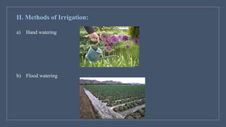 II. Methods of Irrigation:
a) Hand watering
b) Flood watering
 