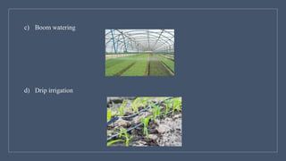 c) Boom watering
d) Drip irrigation
 
