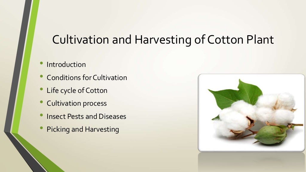 Cultivation and harvesting of cotton