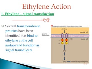 Ethylene Action
1- Ethylene—signal transduction

 Several transmembrane
proteins have been
identified that bind to
ethylene at the cell
surface and function as
signal transducers.
17-65
 
