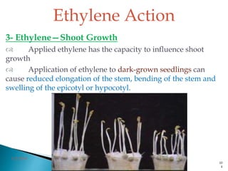 Ethylene Action
3- Ethylene—Shoot Growth
 Applied ethylene has the capacity to influence shoot
growth
 Application of ethylene to dark-grown seedlings can
cause reduced elongation of the stem, bending of the stem and
swelling of the epicotyl or hypocotyl.
3/2/2014
10
4
 