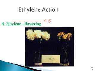 4- Ethylene—flowering
3/2/2014
10
6
 