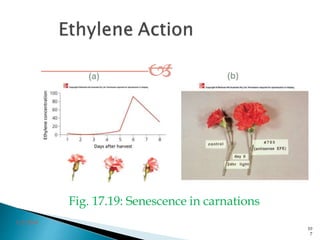 
Fig. 17.19: Senescence in carnations
(a)
3/2/2014
10
7
(b)
 