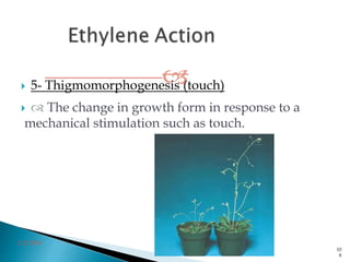  5- Thigmomorphogenesis (touch)
  The change in growth form in response to a
mechanical stimulation such as touch.
3/2/2014
10
8
 