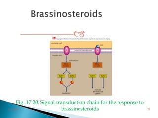 
Fig. 17.20: Signal transduction chain for the response to
brassinosteroids3/2/2014 75
 