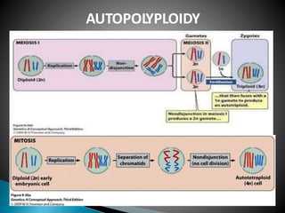 AUTOPOLYPLOIDY
 