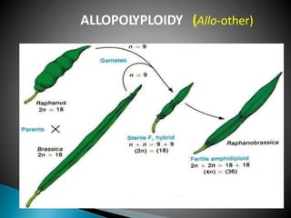 ALLOPOLYPLOIDY (Allo-other)
 