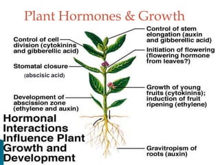 4
Plant Hormones & Growth
(abscisic acid)
 