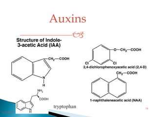 Auxins

tryptophan
3/2/2014
14
 