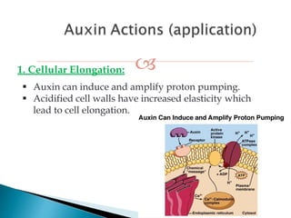 1. Cellular Elongation:
19
 Auxin can induce and amplify proton pumping.
 Acidified cell walls have increased elasticity which
lead to cell elongation.
 