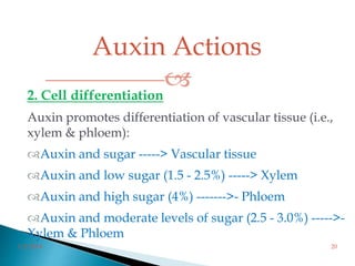 Auxin Actions

3/2/2014 20
2. Cell differentiation
Auxin promotes differentiation of vascular tissue (i.e.,
xylem & phloem):
Auxin and sugar -----> Vascular tissue
Auxin and low sugar (1.5 - 2.5%) -----> Xylem
Auxin and high sugar (4%) ------->- Phloem
Auxin and moderate levels of sugar (2.5 - 3.0%) ----->-
Xylem & Phloem
 