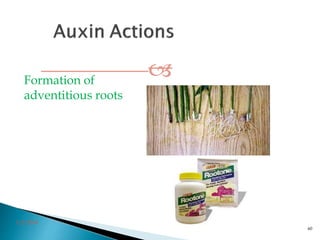 Formation of
adventitious roots
3/2/2014
60
 