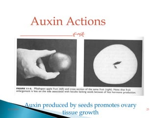 Auxin Actions

Auxin produced by seeds promotes ovary
tissue growth
3/2/2014 25
 