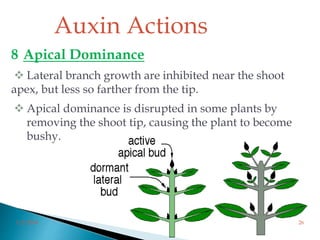 8 Apical Dominance
 Lateral branch growth are inhibited near the shoot
apex, but less so farther from the tip.
 Apical dominance is disrupted in some plants by
removing the shoot tip, causing the plant to become
bushy.
Auxin Actions
3/2/2014 26
 