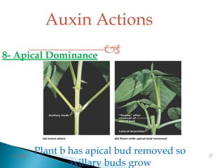 
Plant b has apical bud removed so
axillary buds grow
Auxin Actions
3/2/2014 27
8- Apical Dominance
 