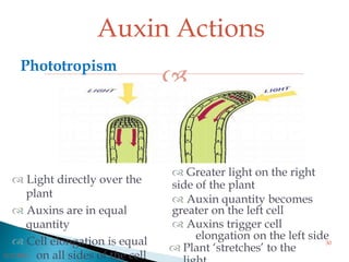 
 Light directly over the
plant
 Auxins are in equal
quantity
 Cell elongation is equal
on all sides of the cell
 Greater light on the right
side of the plant
 Auxin quantity becomes
greater on the left cell
 Auxins trigger cell
elongation on the left side
 Plant ‘stretches’ to the
Phototropism
Auxin Actions
3/2/2014
30
 