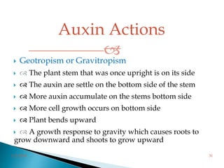 Auxin Actions
 Geotropism or Gravitropism
  The plant stem that was once upright is on its side
  The auxin are settle on the bottom side of the stem
  More auxin accumulate on the stems bottom side
  More cell growth occurs on bottom side
  Plant bends upward
  A growth response to gravity which causes roots to
grow downward and shoots to grow upward
3/2/2014 31
 