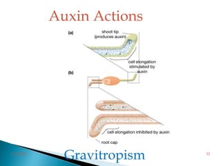 
Gravitropism
Auxin Actions
3/2/2014 32
 