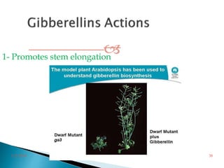 1- Promotes stem elongation
3/2/2014 38
 