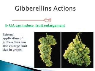External
application of
gibberellins can
also enlarge fruit
size in grapes

4- GA can induce fruit enlargement
3/2/2014
79
 