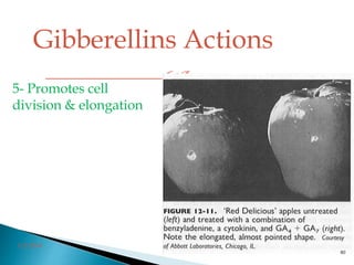 
Gibberellins Actions
5- Promotes cell
division & elongation
3/2/2014
80
 